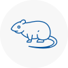 Rat Control Hindley